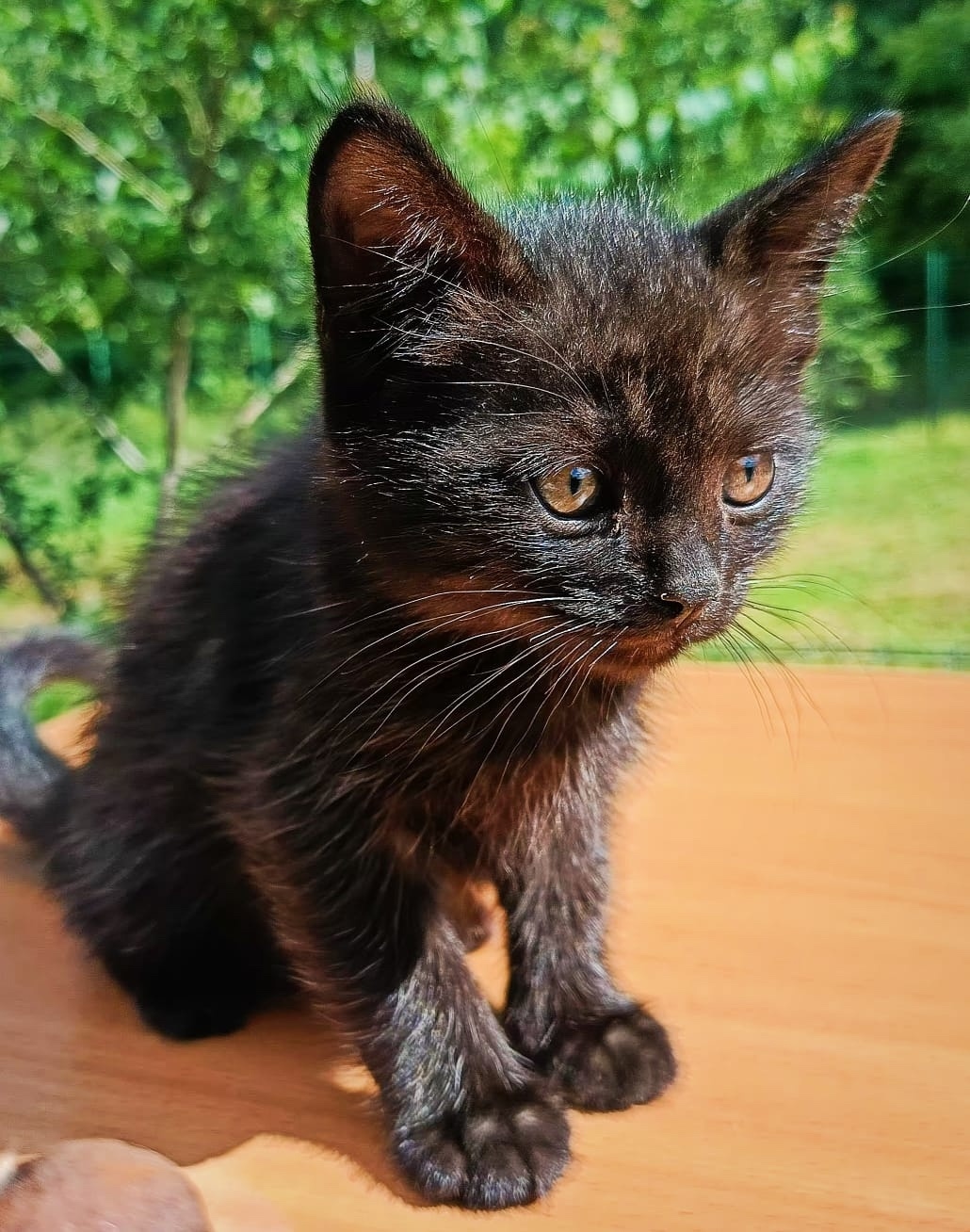 Найдена собака в Липецке — фото объявления