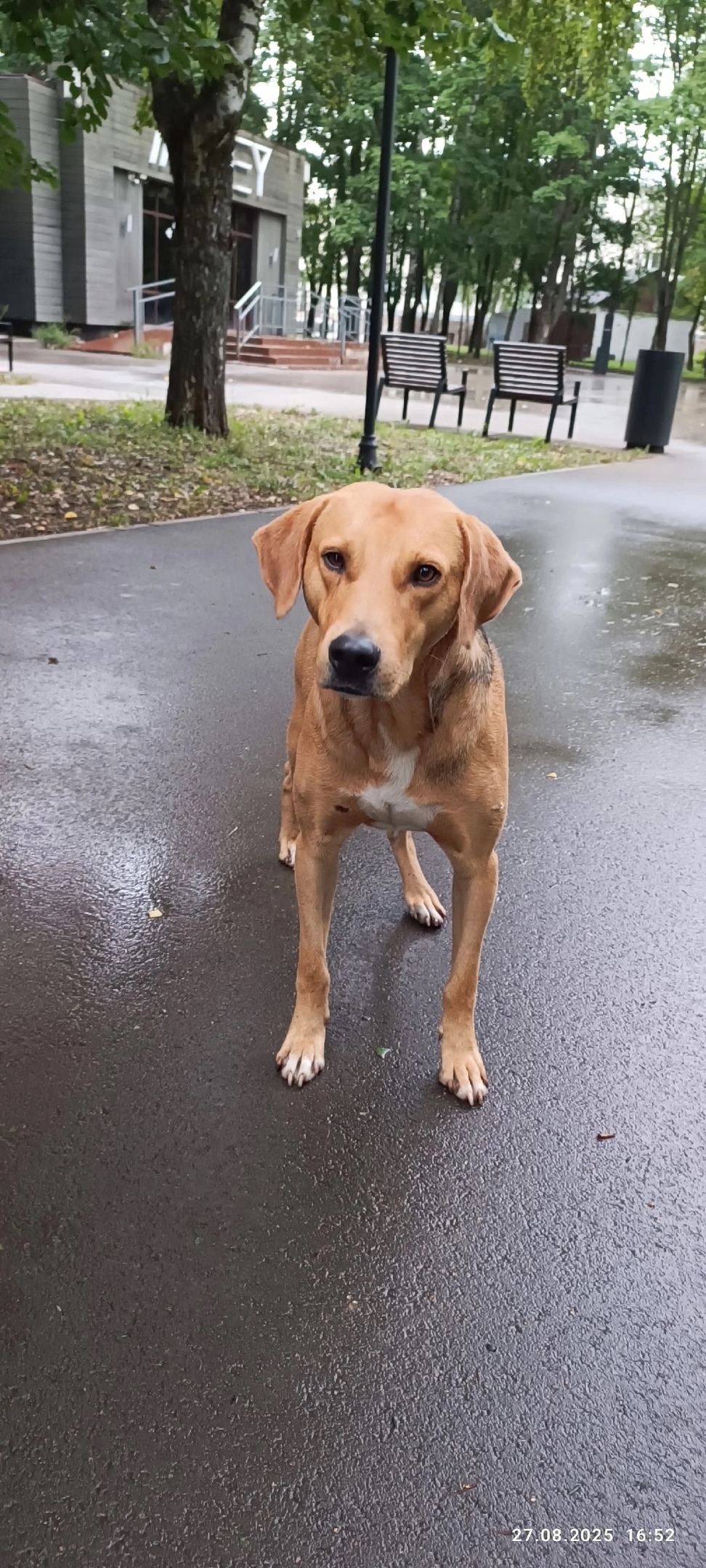 Найдена собака в Липецке — фото объявления