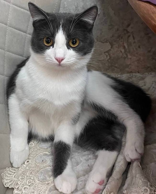 Найдена собака в Липецке — фото объявления