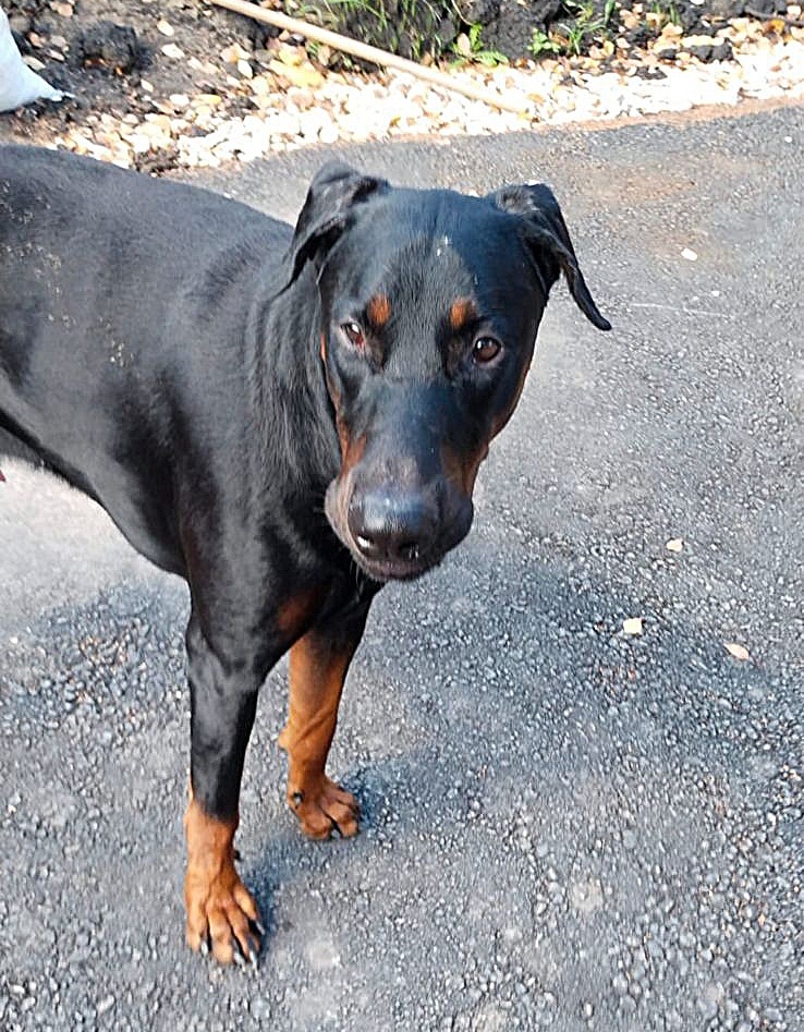 Найдена собака в Липецке — фото объявления