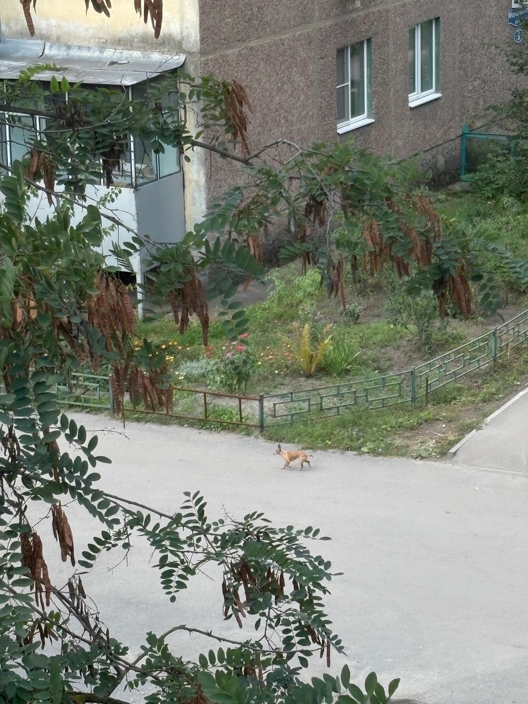 Найдена собака в Липецке — фото объявления