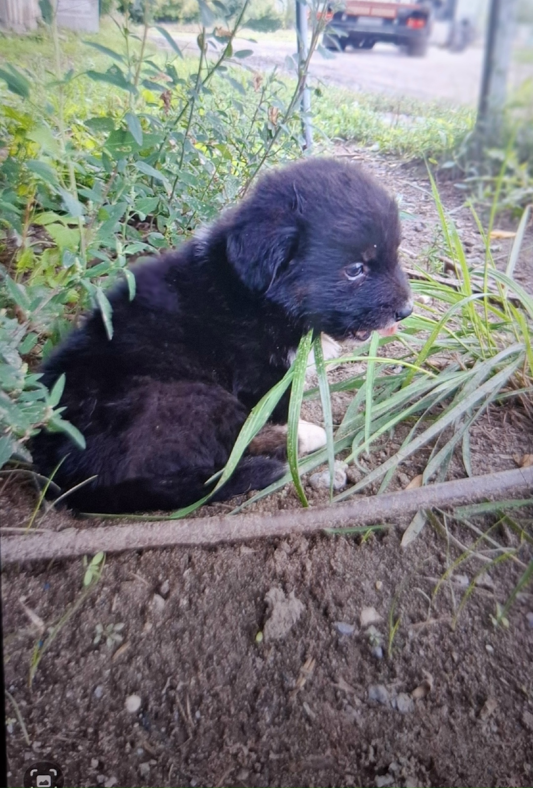 Найдена собака в Липецке — фото объявления