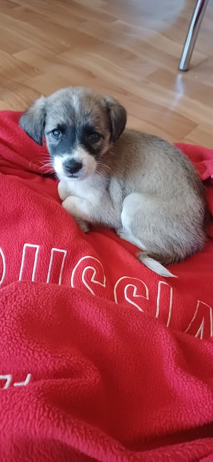 Найдена собака в Липецке — фото объявления