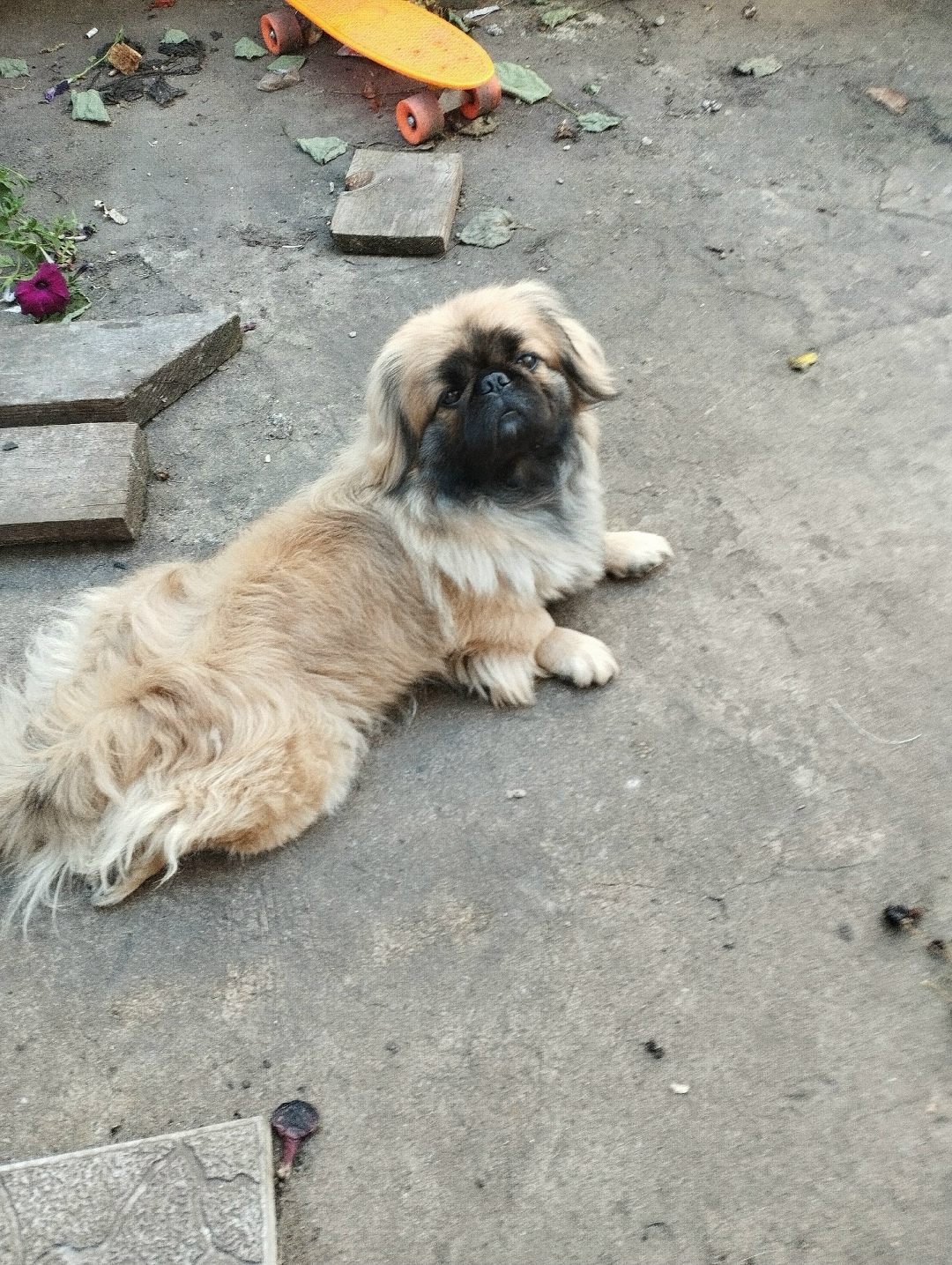 Найдена собака в Липецке — фото объявления