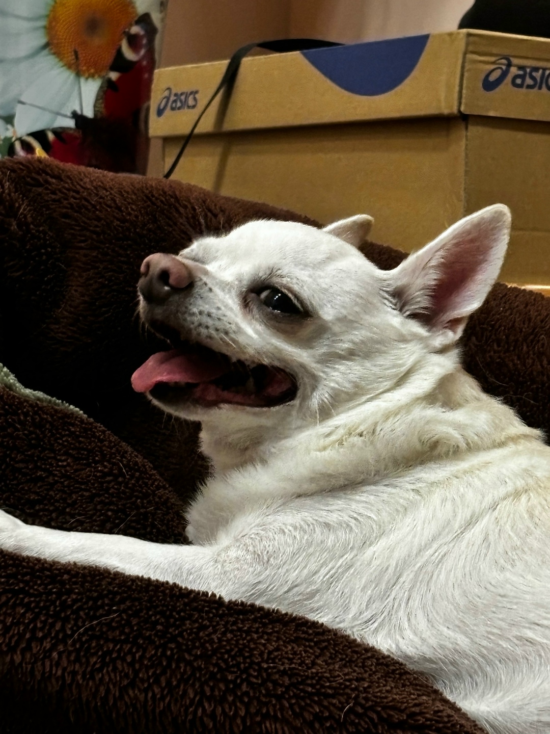 Найдена собака в Липецке — фото объявления