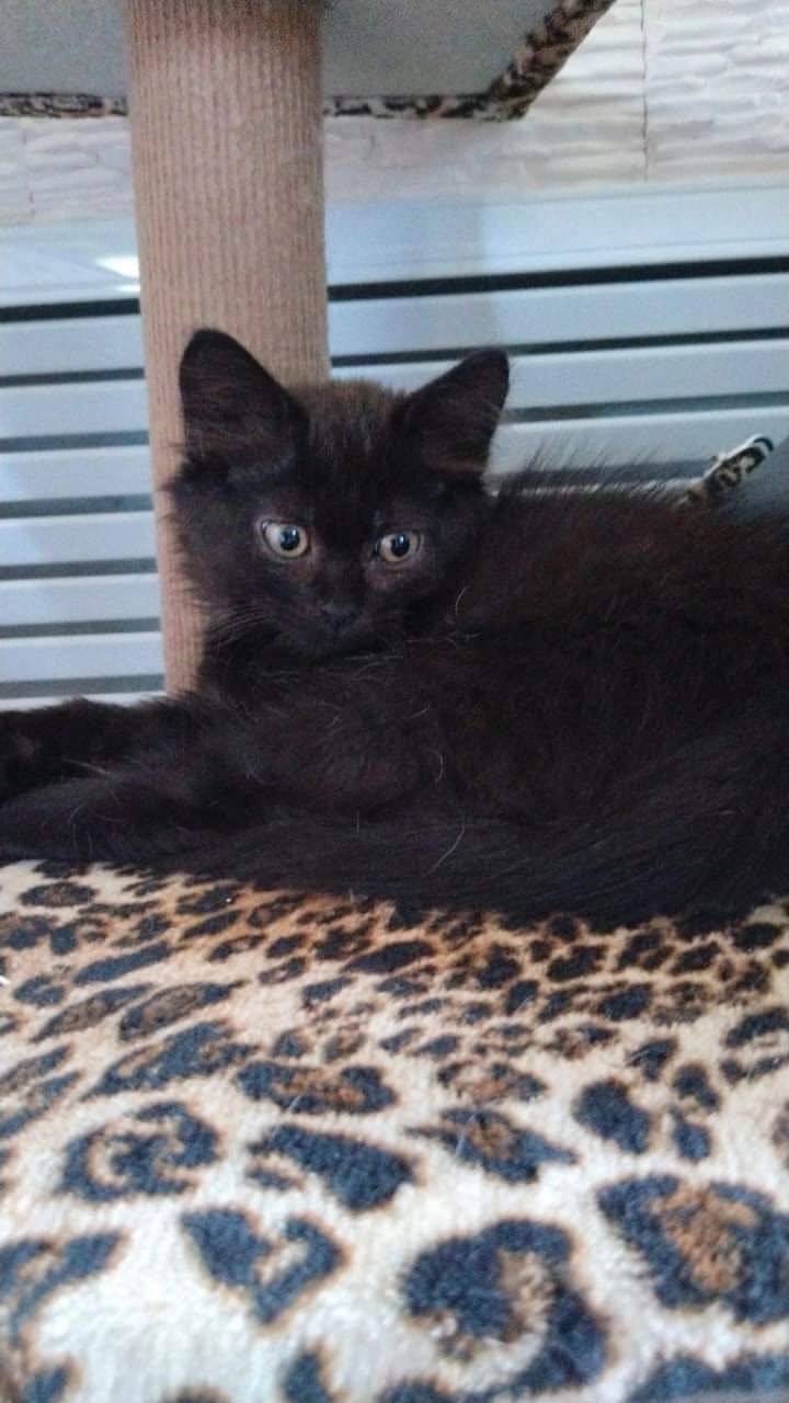 Найдена собака в Липецке — фото объявления