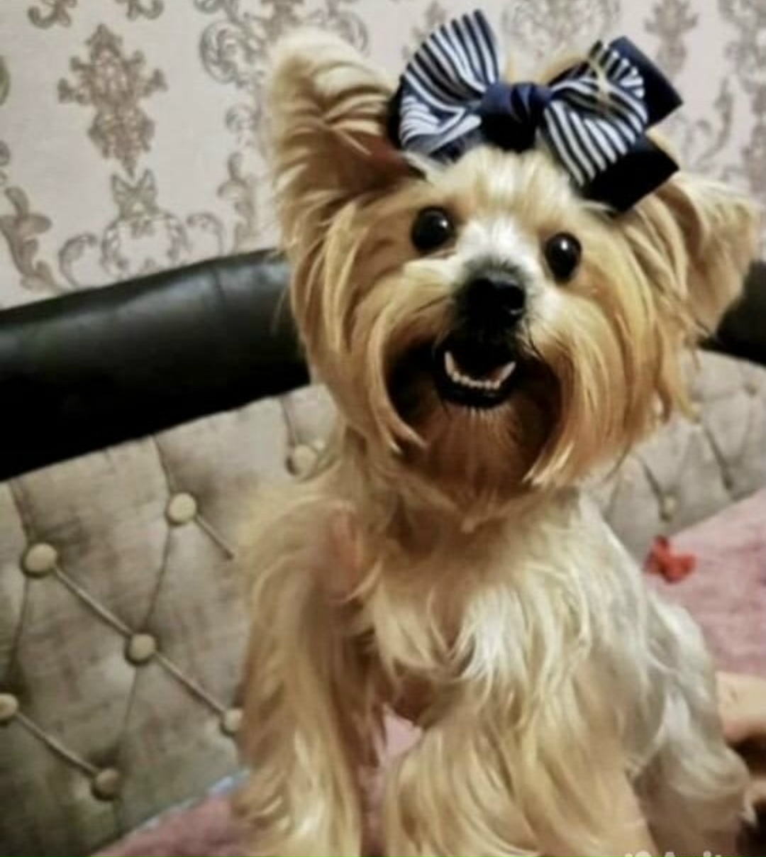 Найдена собака в Липецке — фото объявления