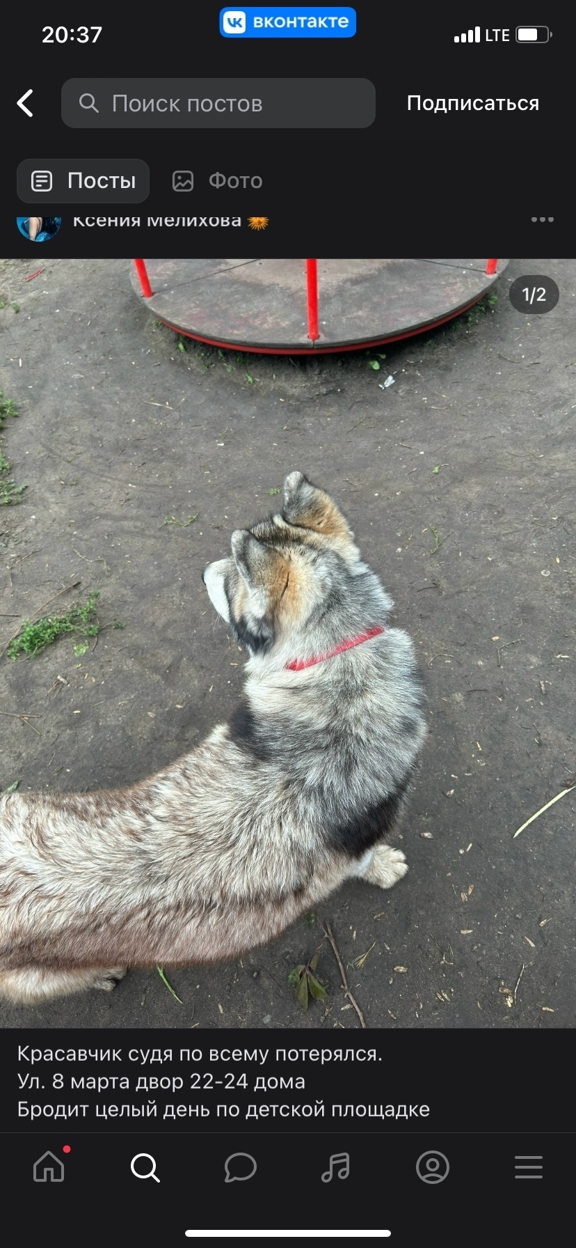 Найдена собака в Липецке — фото объявления