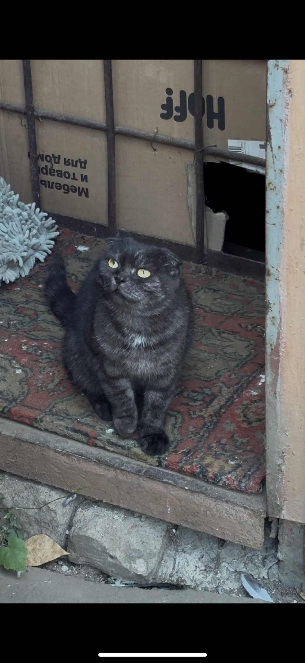 Найдена собака в Липецке — фото объявления