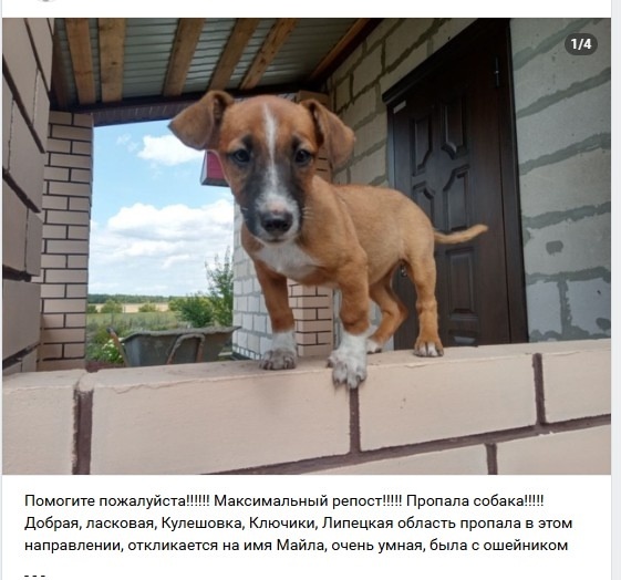 Найдена собака в Липецке — фото объявления
