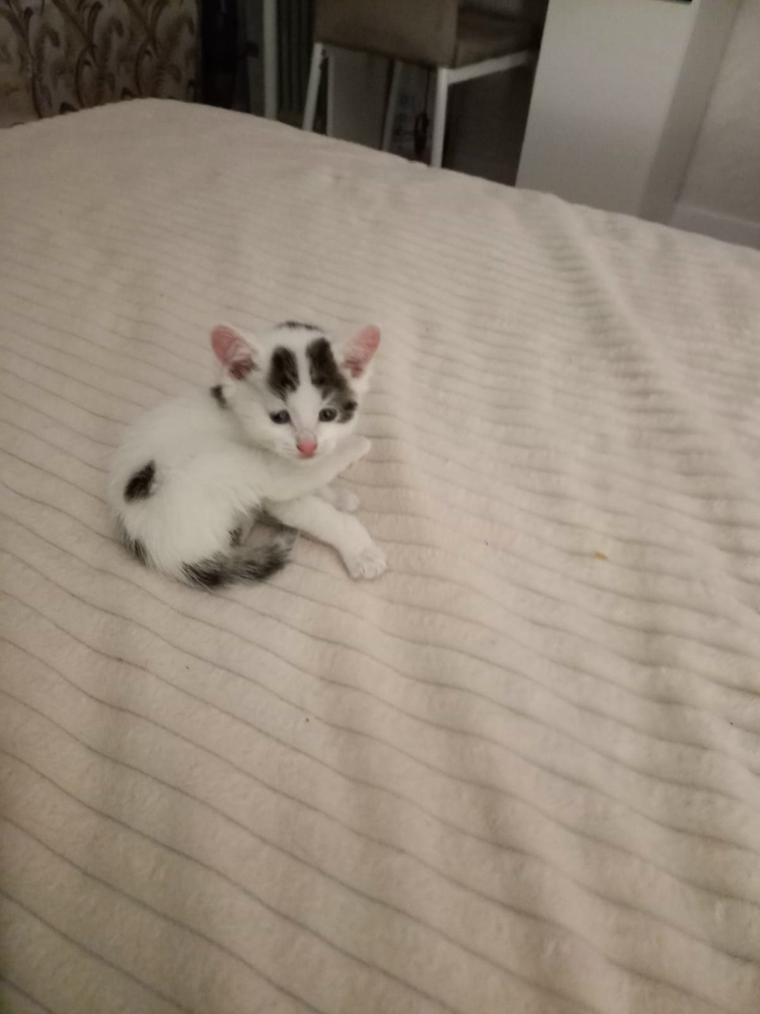 Найдена собака в Липецке — фото объявления