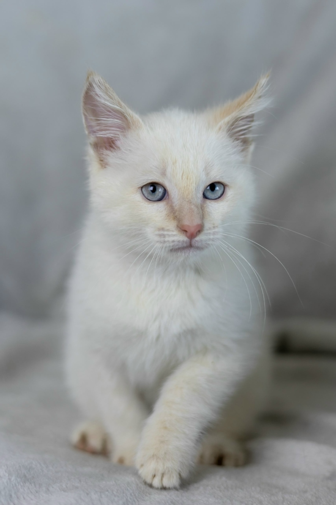 Найдена собака в Липецке — фото объявления