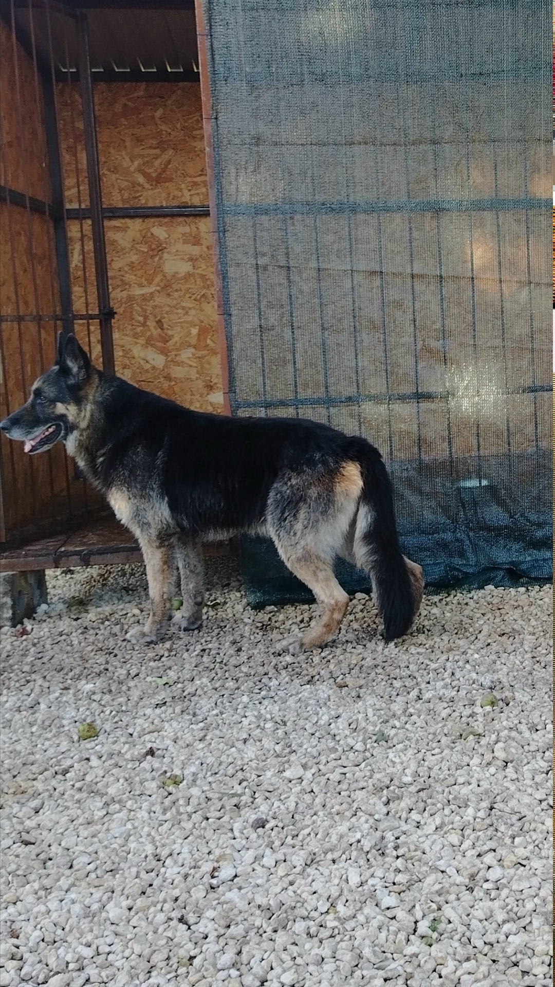 Найдена собака в Липецке — фото объявления