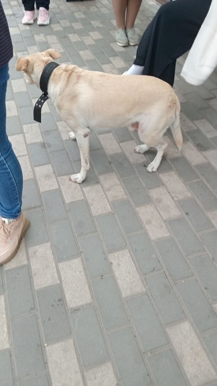 Найдена собака в Липецке — фото объявления