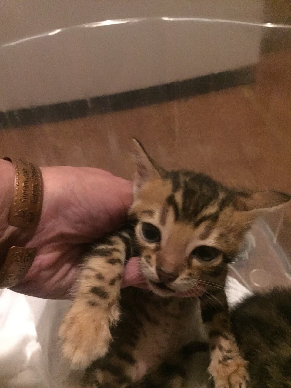 Найдена собака в Липецке — фото объявления