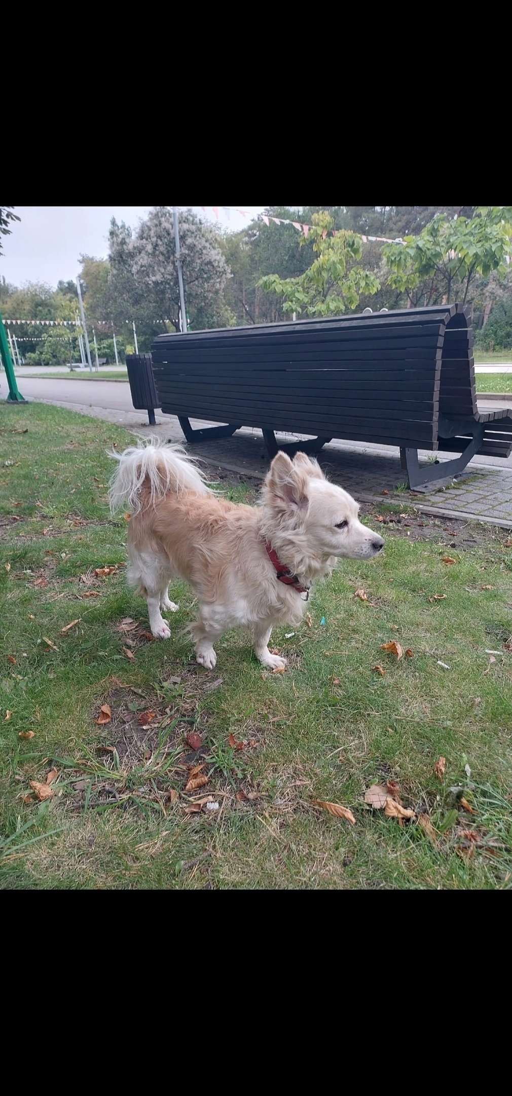 Найдена собака в Липецке — фото объявления