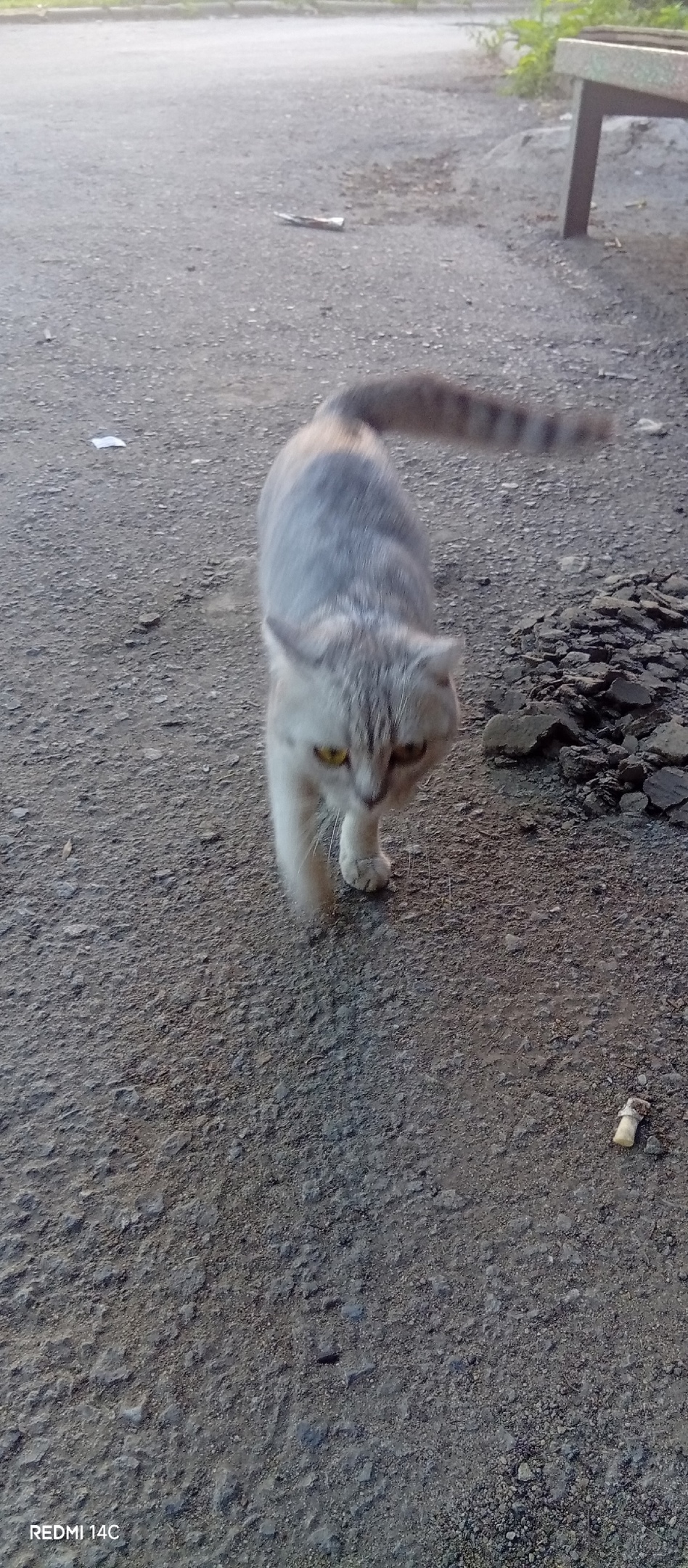 Найдена собака в Липецке — фото объявления