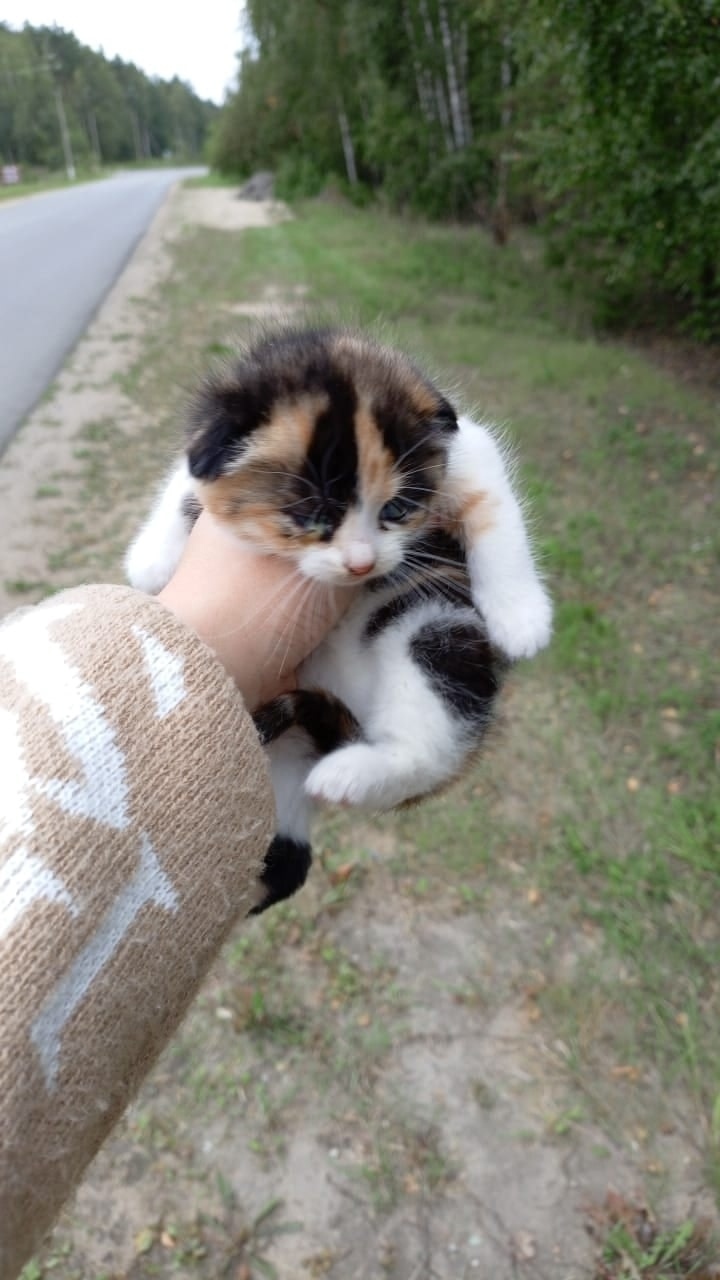 Найдена собака в Липецке — фото объявления