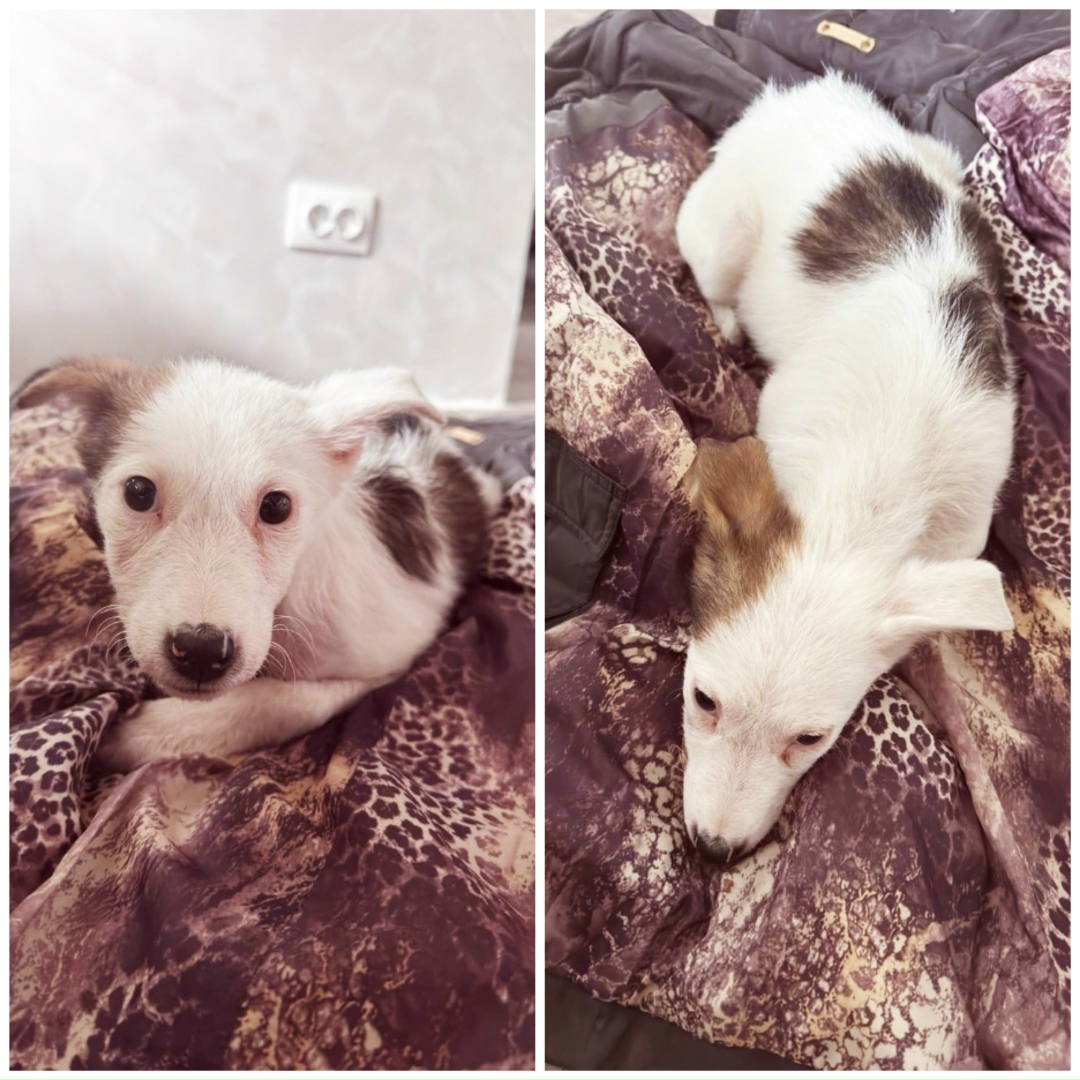 Найдена собака в Липецке — фото объявления