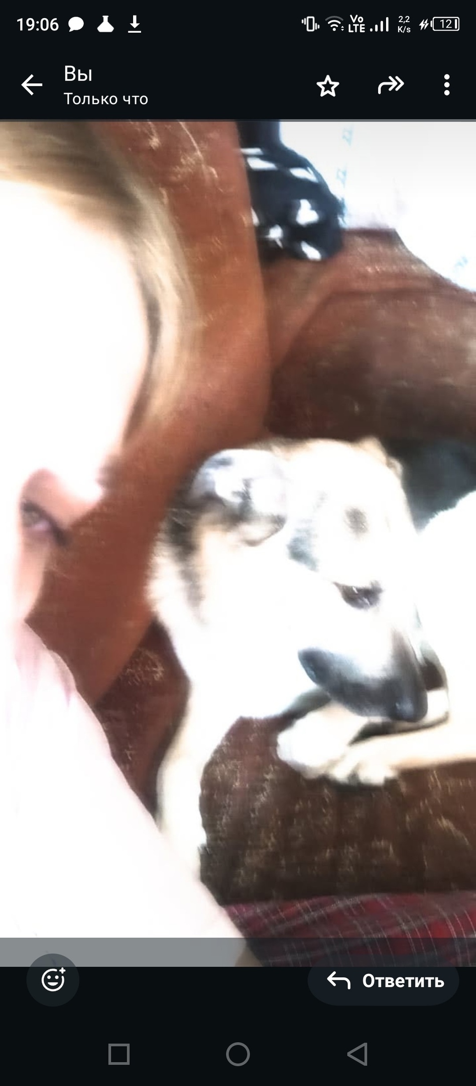 Найдена собака в Липецке — фото объявления