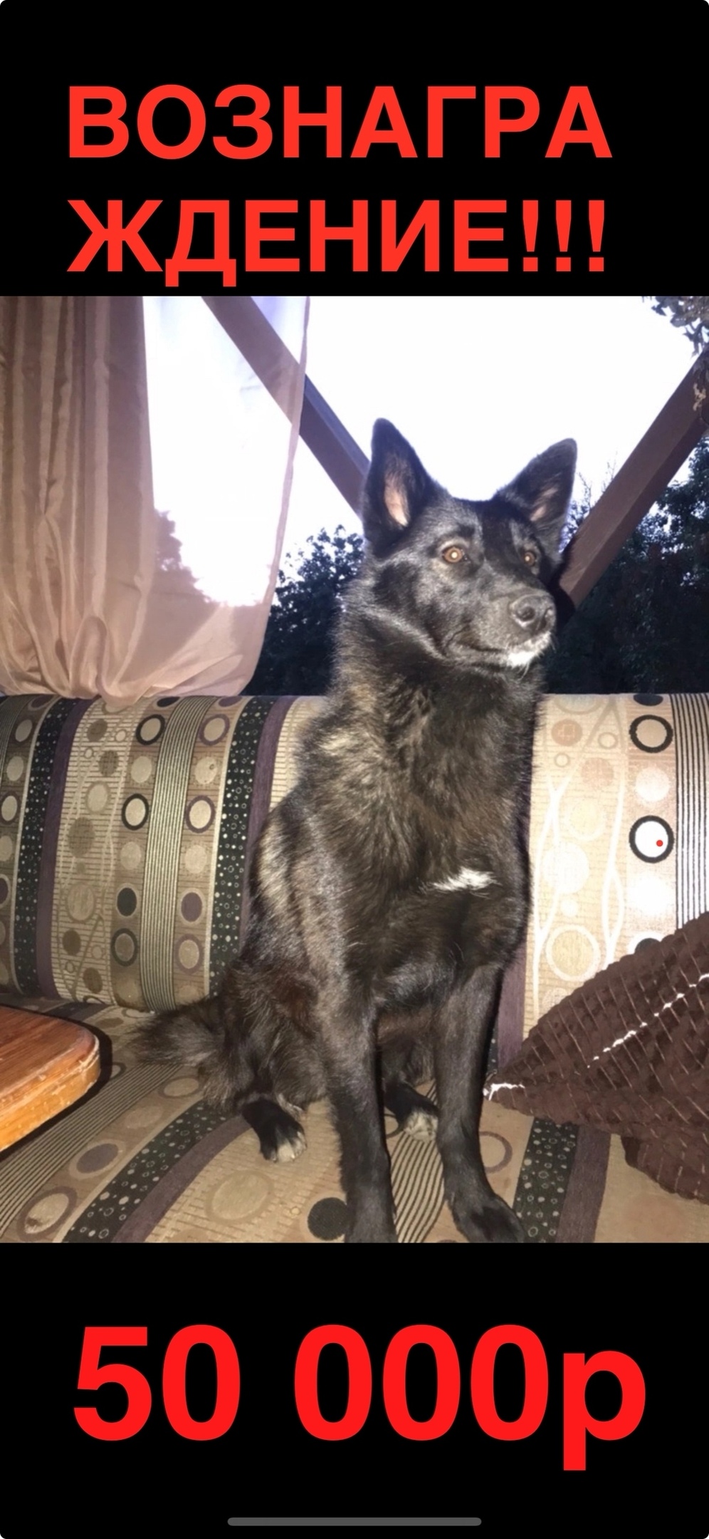 Найдена собака в Липецке — фото объявления