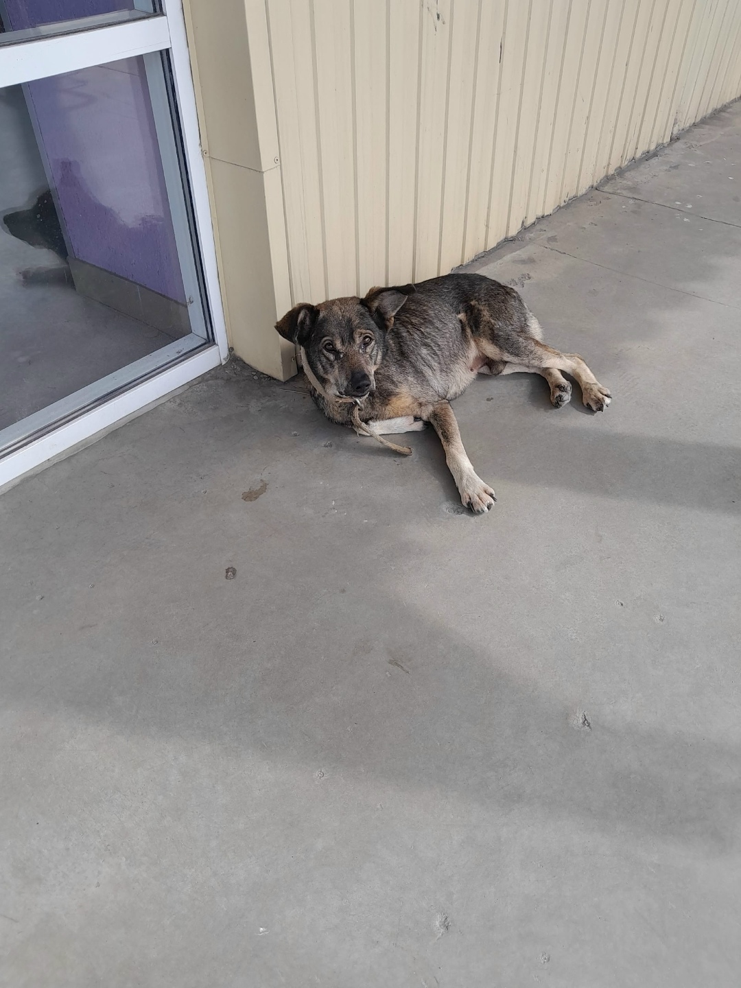 Найдена собака в Липецке — фото объявления