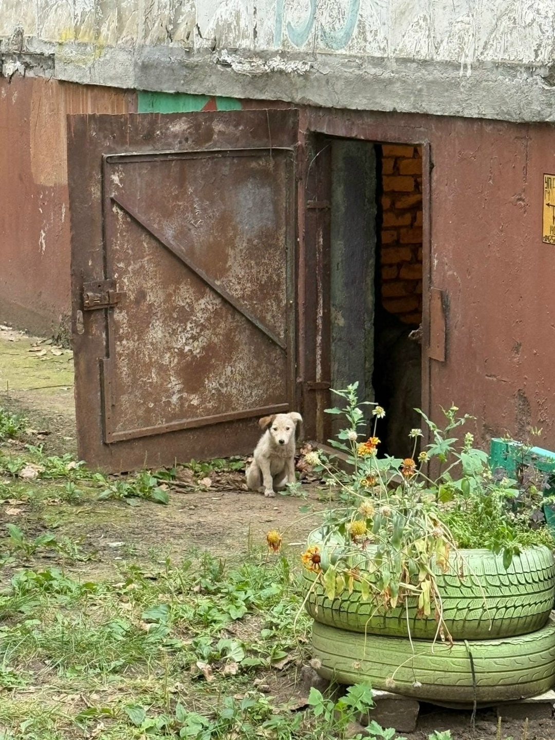 Найдена собака в Липецке — фото объявления
