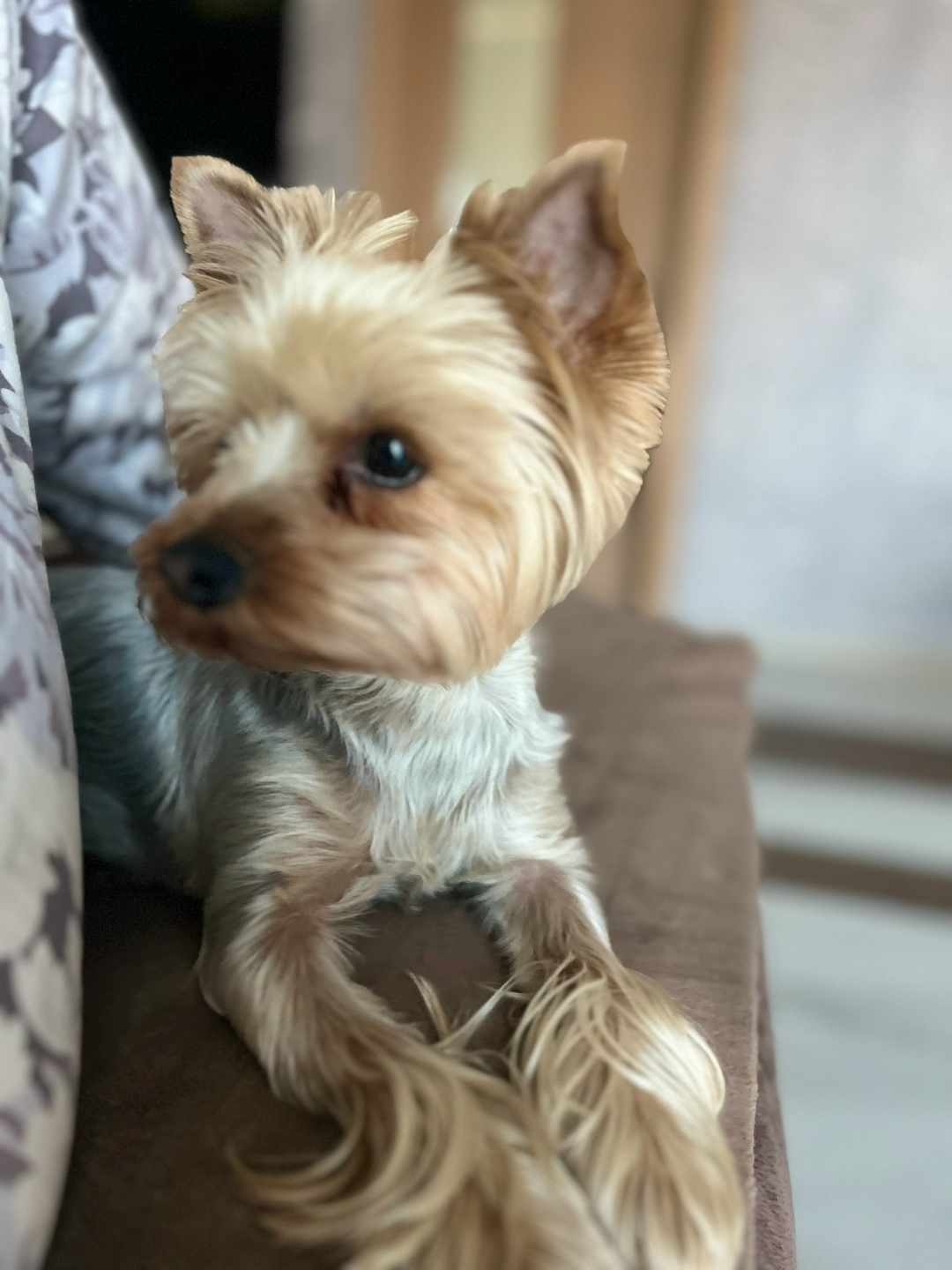 Найдена собака в Липецке — фото объявления