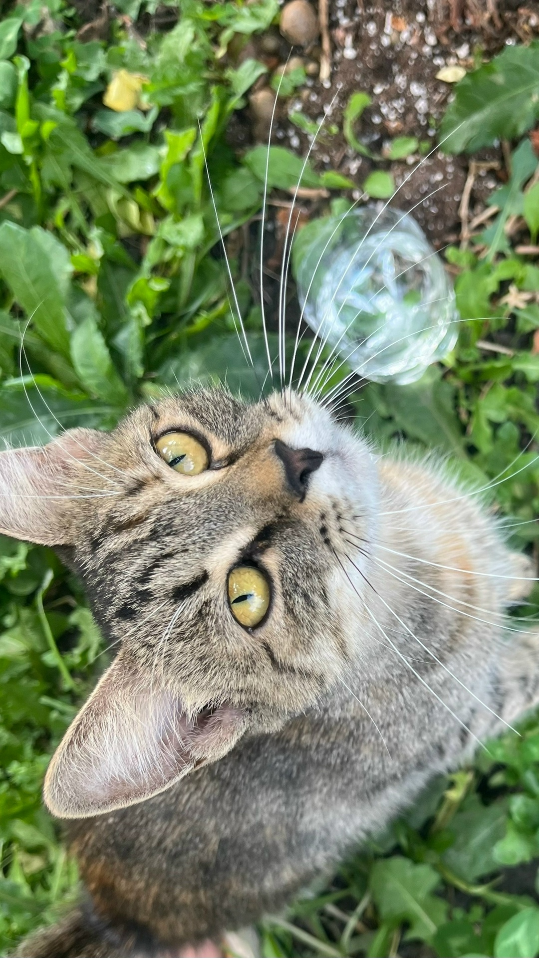 Найдена собака в Липецке — фото объявления