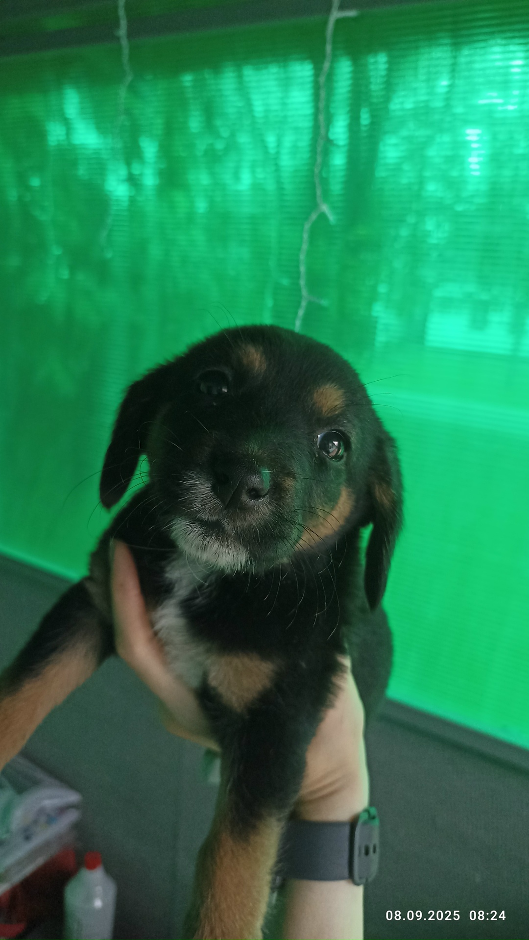 Найдена собака в Липецке — фото объявления