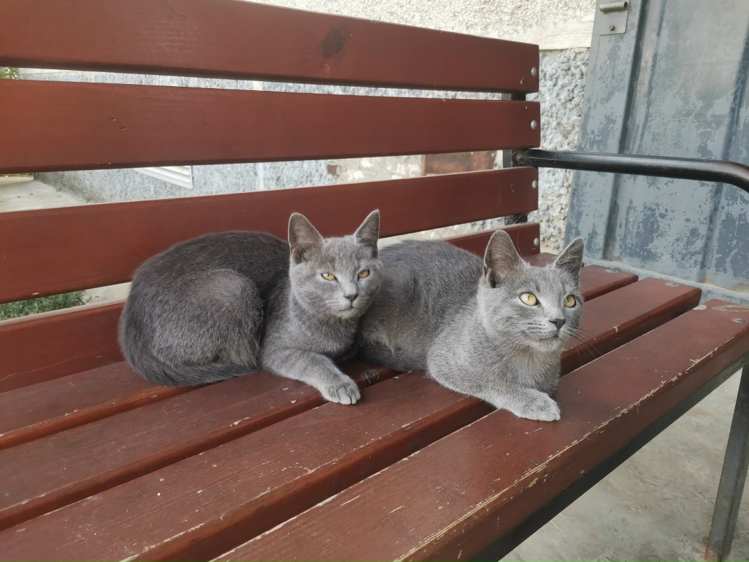 Найдена собака в Липецке — фото объявления