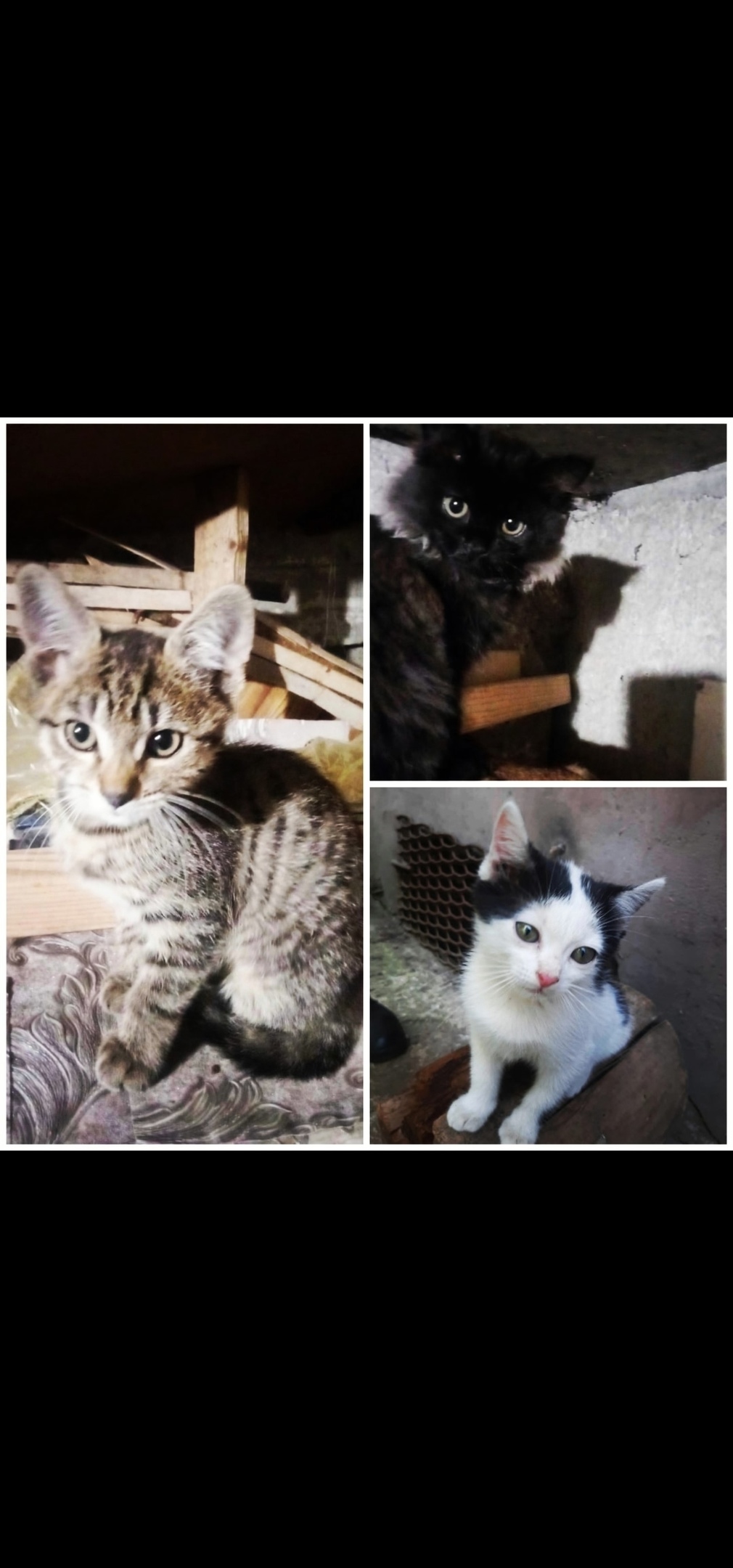 Найдена собака в Липецке — фото объявления