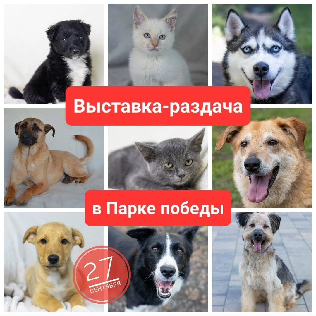 Найдена собака в Липецке — фото объявления