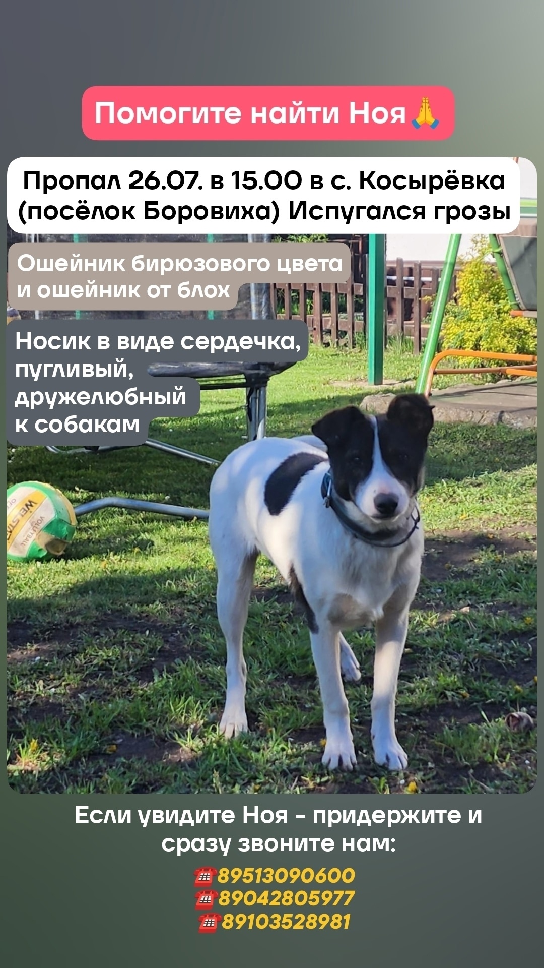 Найдена собака в Липецке — фото объявления