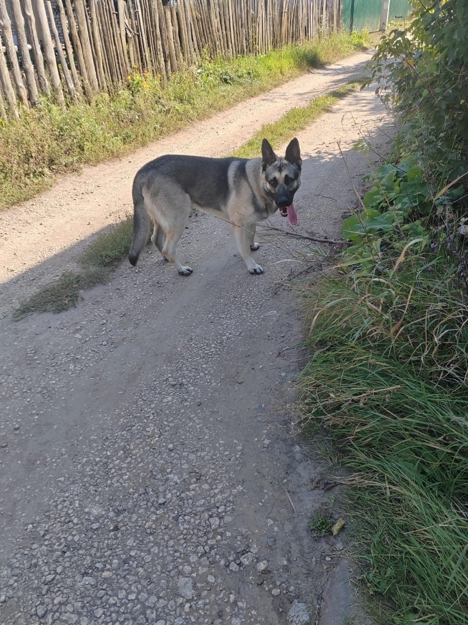 Найдена собака в Липецке — фото объявления