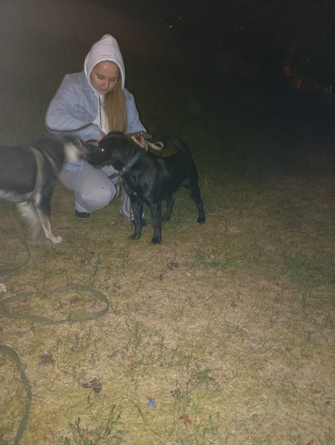 Найдена собака в Липецке — фото объявления