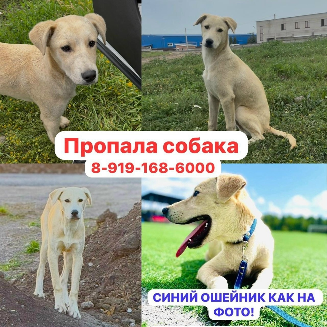 Найдена собака в Липецке — фото объявления