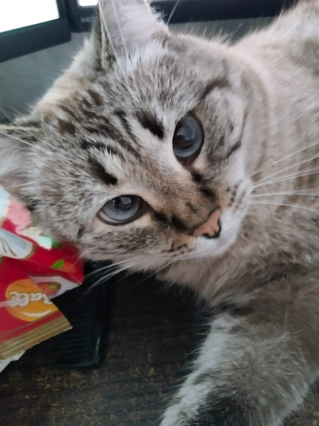 Найдена собака в Липецке — фото объявления