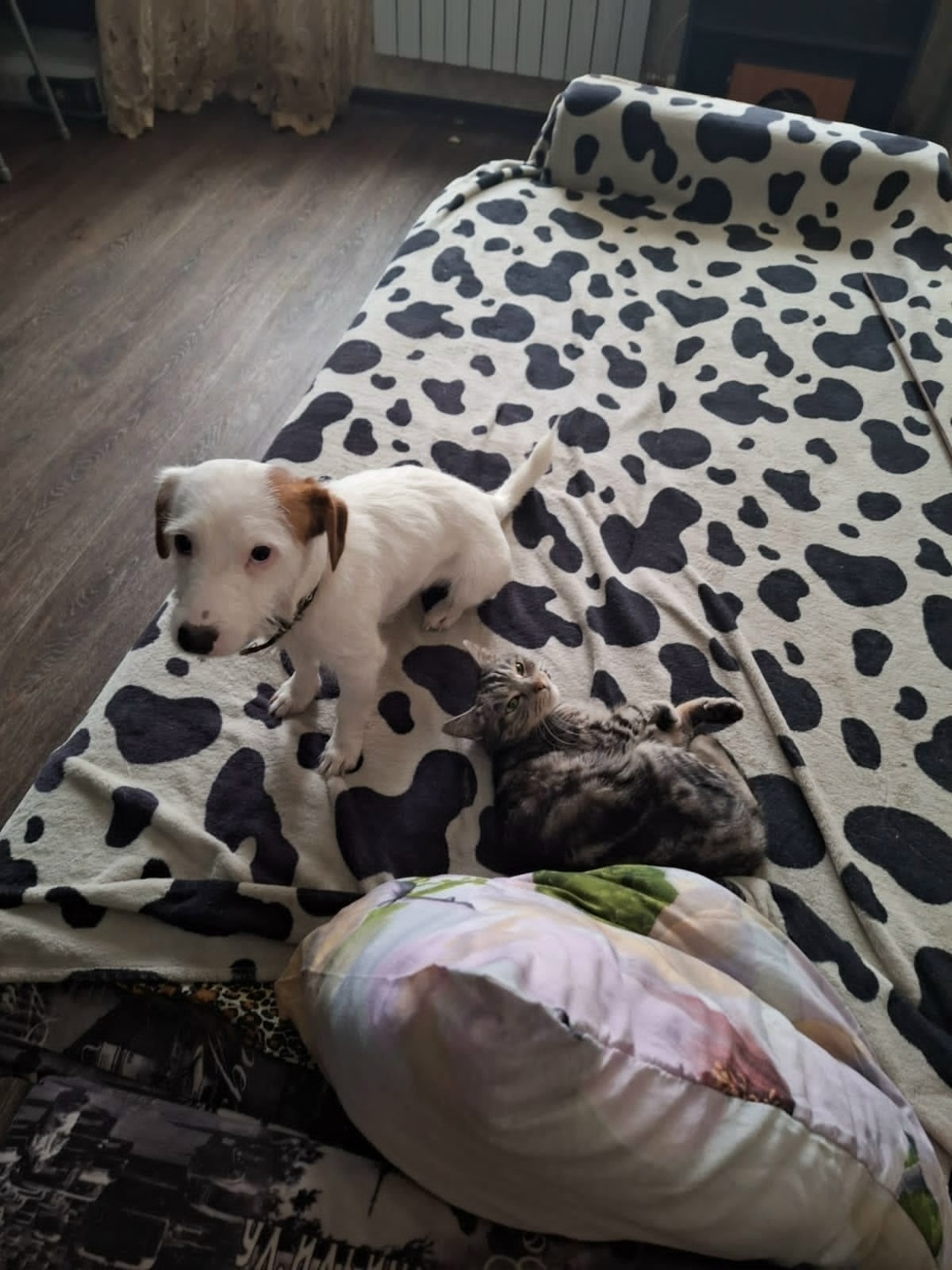 Найдена собака в Липецке — фото объявления