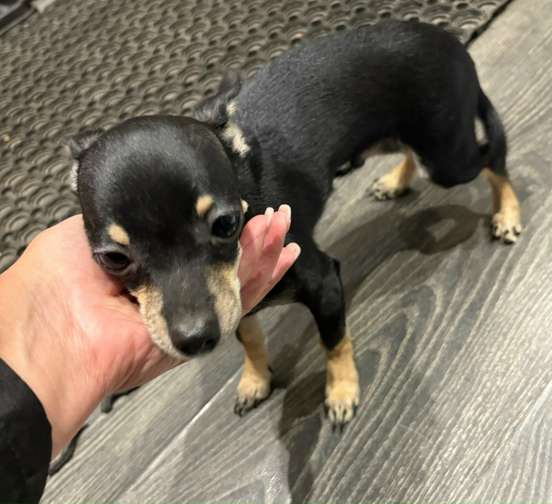 Найдена собака в Липецке — фото объявления