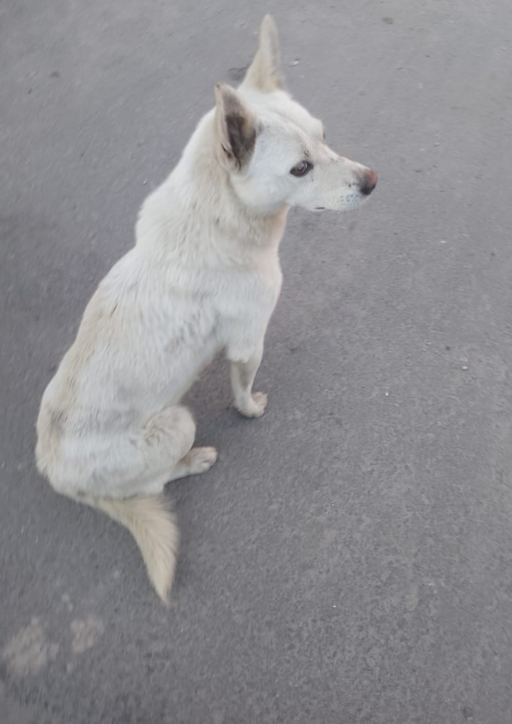 Найдена собака в Липецке — фото объявления