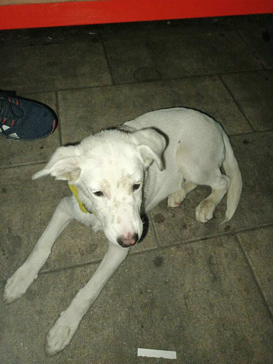 Найдена собака в Липецке — фото объявления