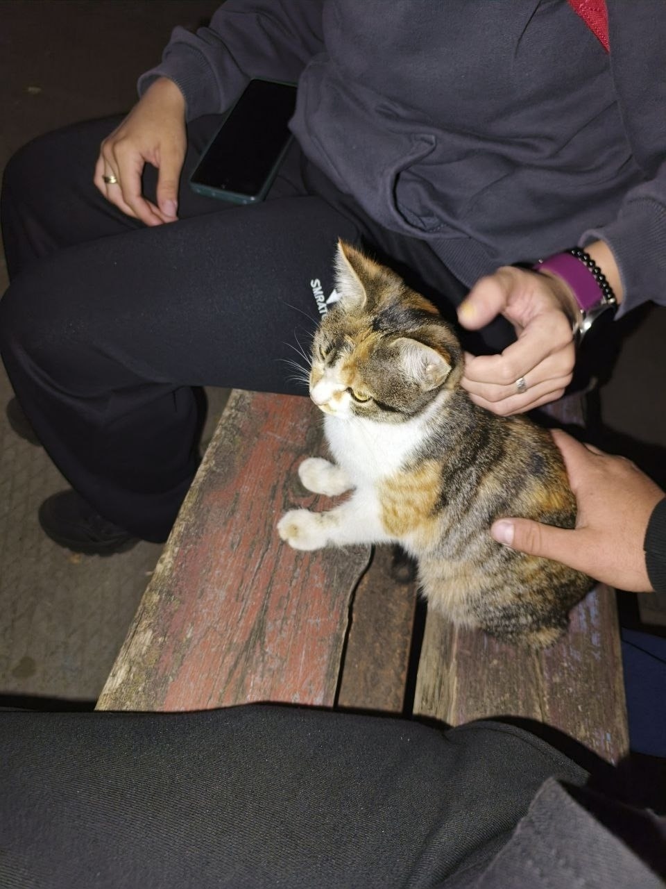 Найдена собака в Липецке — фото объявления