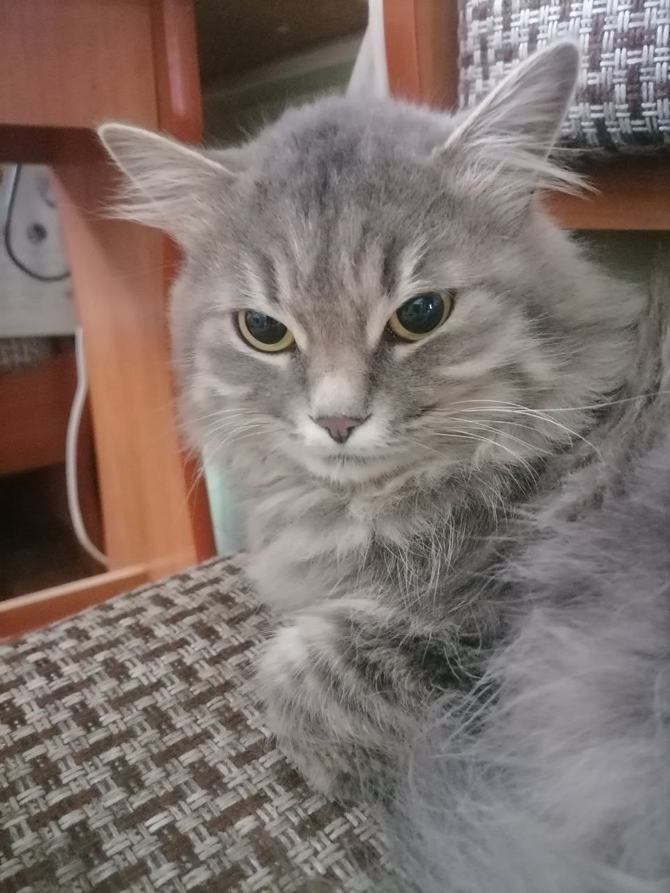 Пропала кошка в Липецке — фото объявления