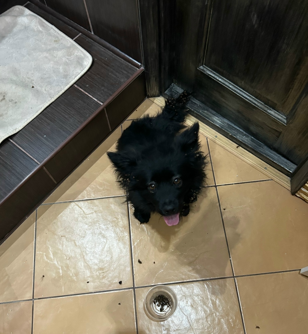 Найдена собака в Липецке — фото объявления