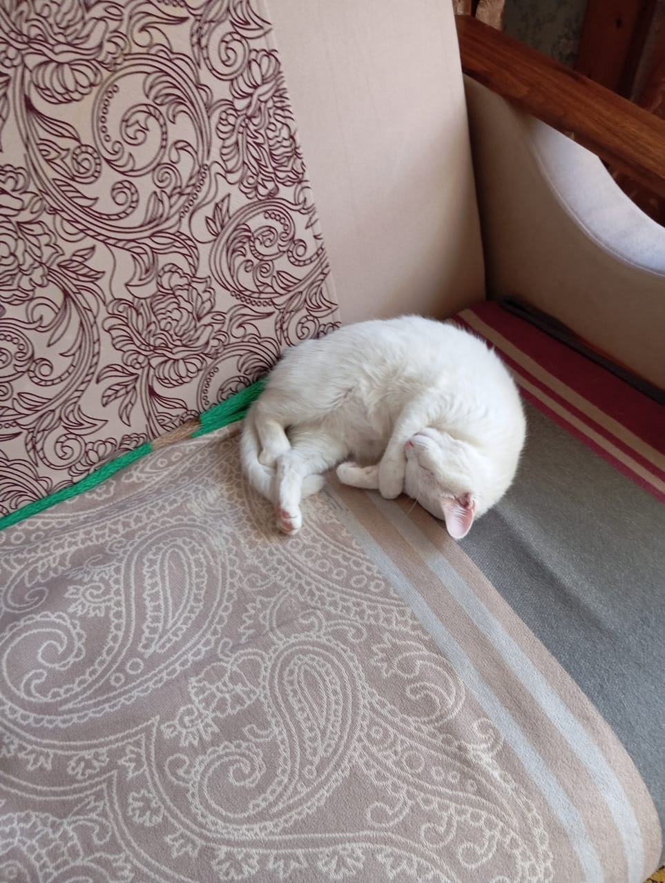 Найдена собака в Липецке — фото объявления