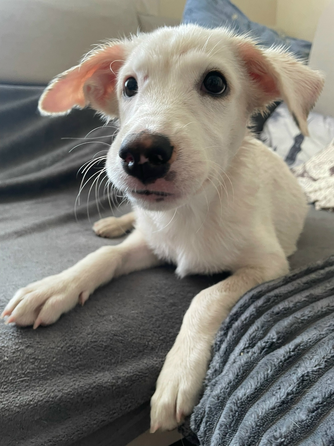 Найдена собака в Липецке — фото объявления