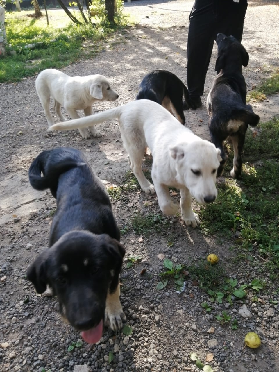 Найдена собака в Липецке — фото объявления