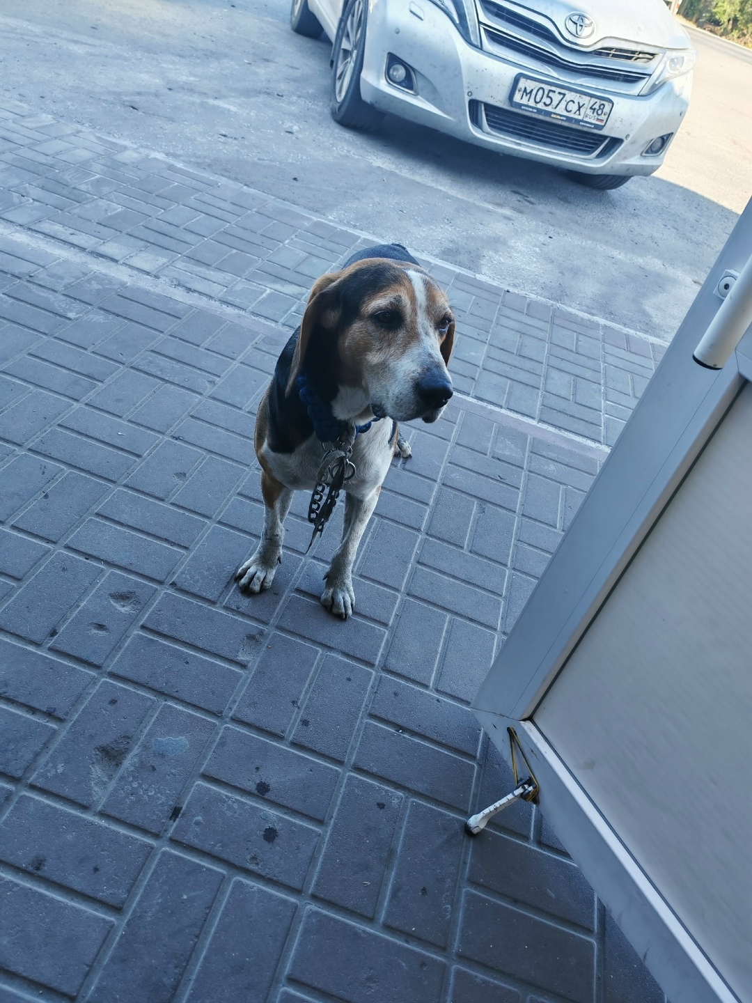 Найдена собака в Липецке — фото объявления