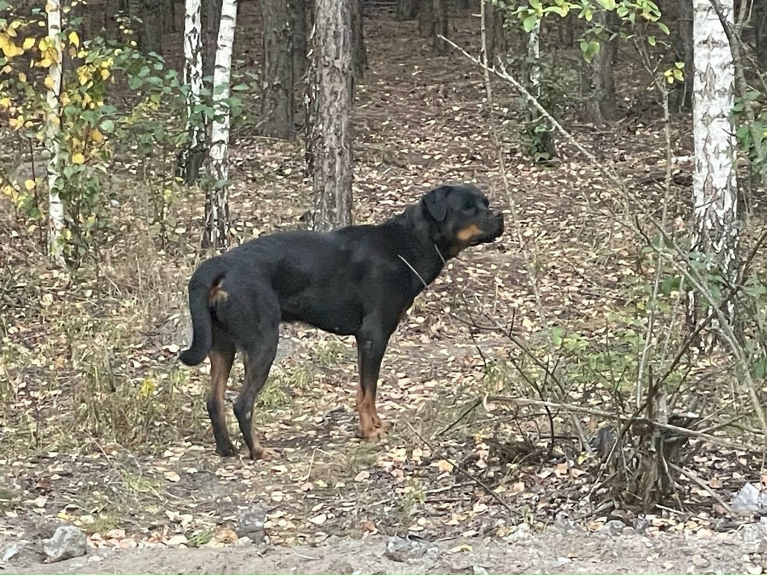 Найдена собака в Липецке — фото объявления